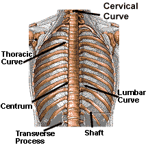 The Chest