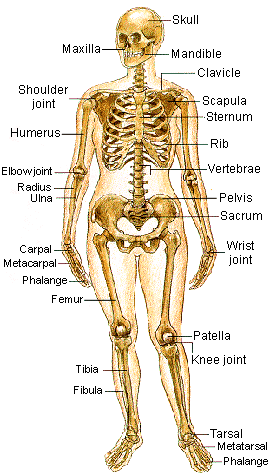 Skeletal View Front