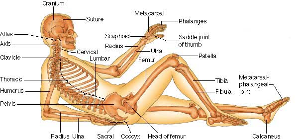 Skeletal View Side